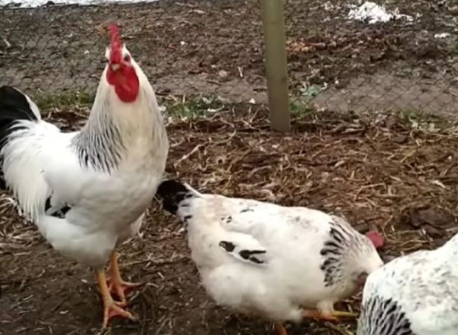 Курица Адлер таза тұқымды