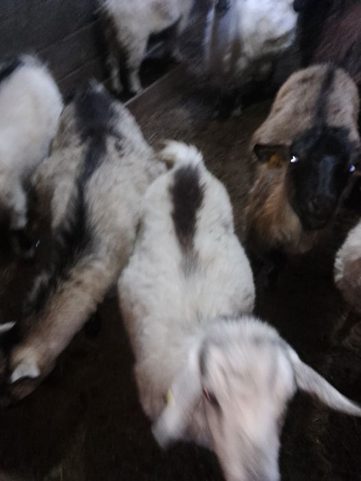 Продам коз не дорого