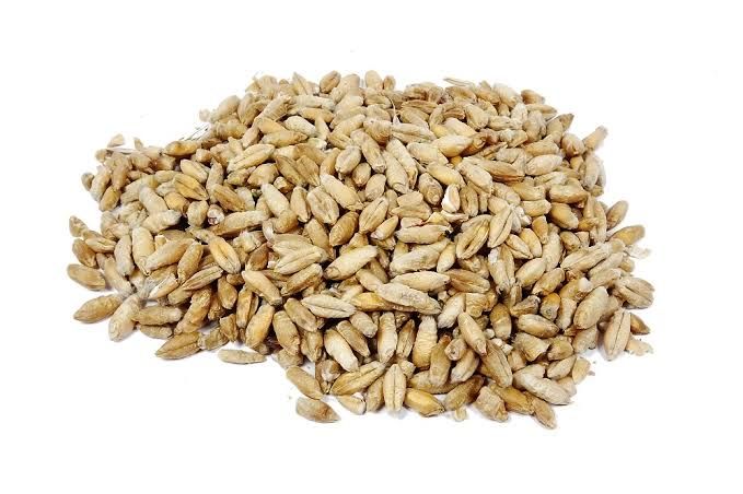 ‼️Vand triticale - Buteni - Arad ‼️