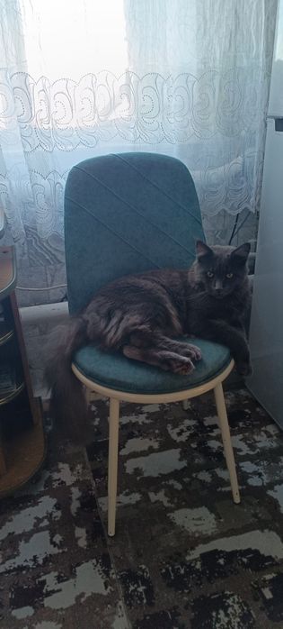 Кот на вязку Мейн-кун