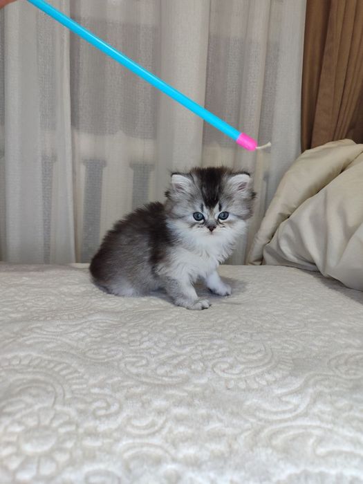 Продаются котята Шотландская порода