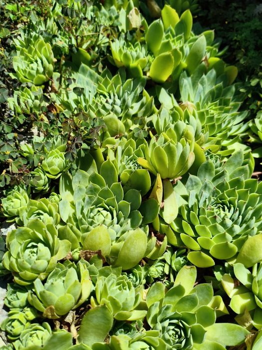 Продам суккуленты, каменная роза( эхеверия)