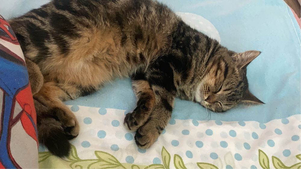 Отдам в добрые руки