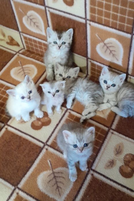 Шотландские котята