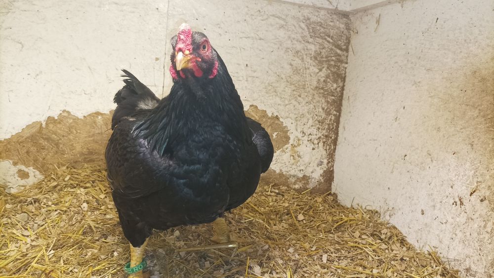 Familie Combatant Indian an 2025