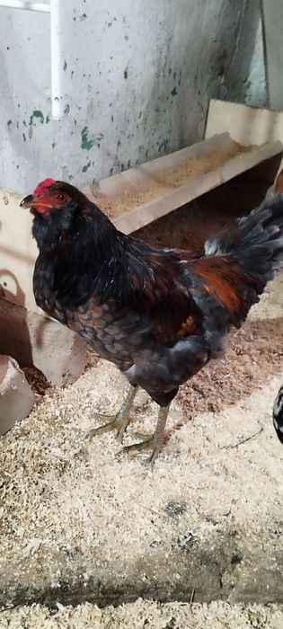 Продам 3х чёрных петушок