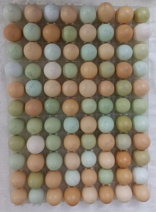 Инкубационные яйца