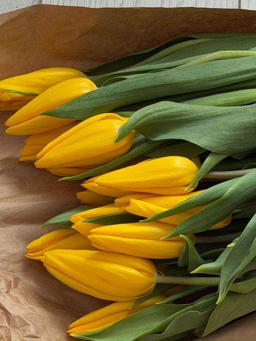 Тюльпаны на 8 марта | Предзаказ