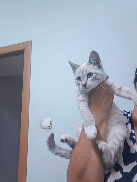 Отдам в добрые руки