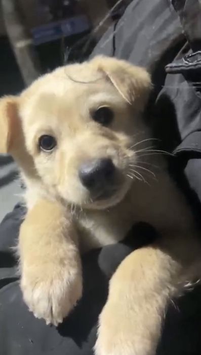 Отдам 2 щенят (мальчики) звоночки