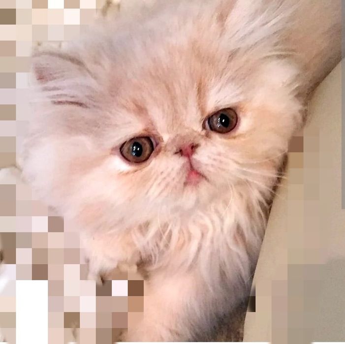 Резерв котята персидские