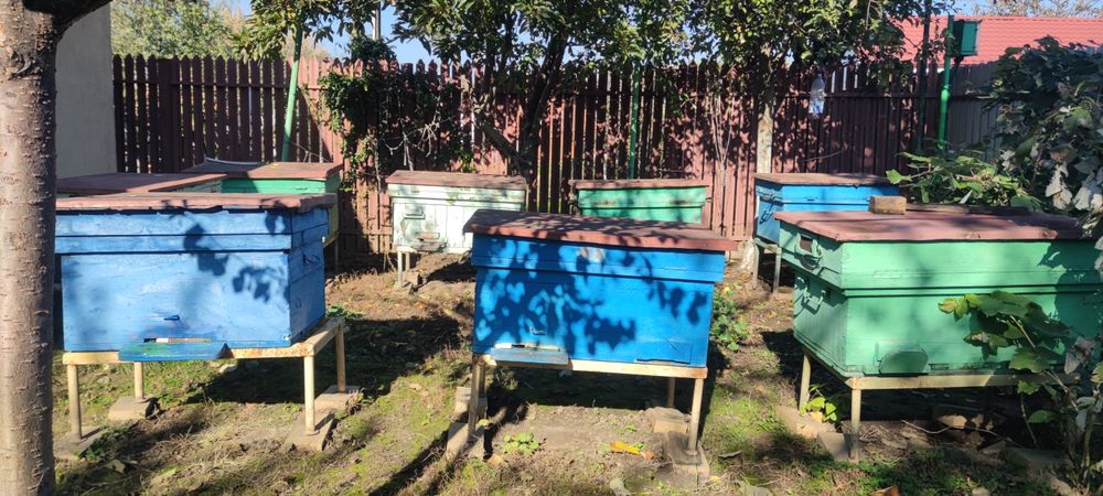 Vând miere de albine