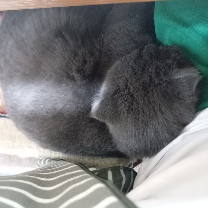 кот веслаухий  домашний