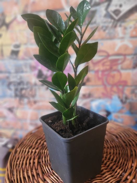 Продам цветы от 500 до  5000