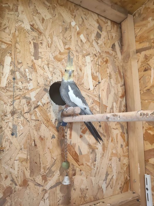 Vând sau Schimb mascul nimfa cu femela nimfa matur