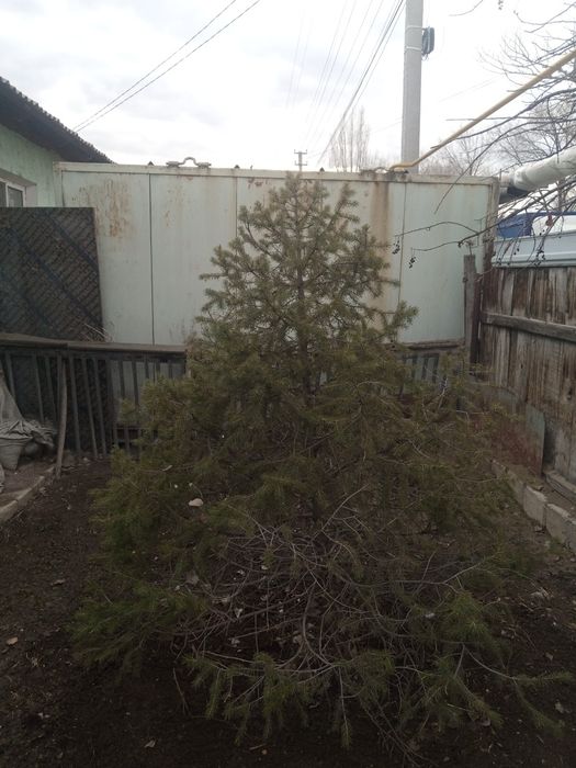 Ёлка живая ёлка.