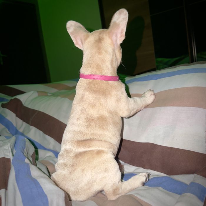 Lilac fawn merle x isabella френски булдог