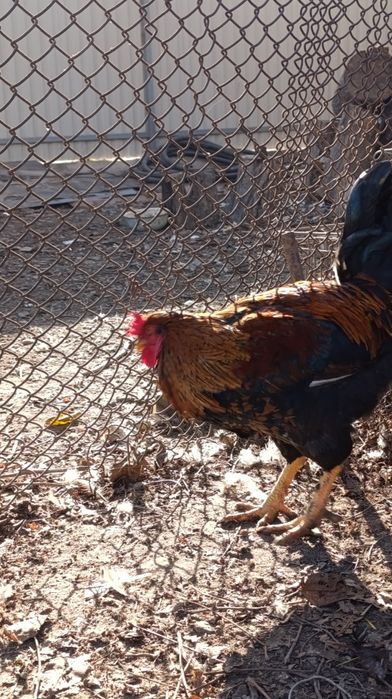 Продам домашних Петушков