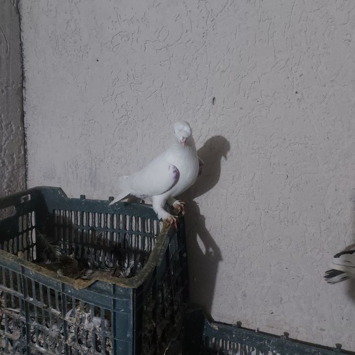 Бели насачуби такла самец