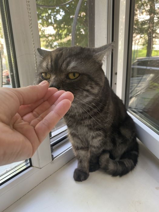Кот породистый Британец