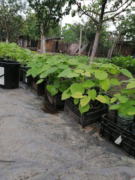 Paulownia 1 an, butași sau cu înălțimea de 1,5 m