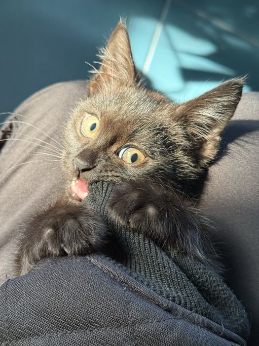 Ищем семью для котенка!