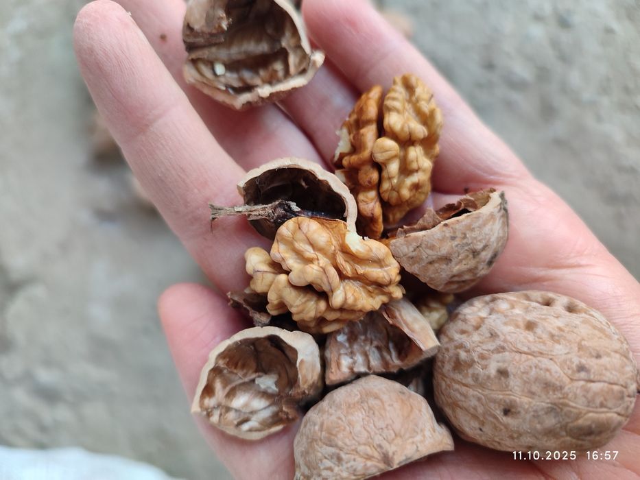 Продам грецкий орех