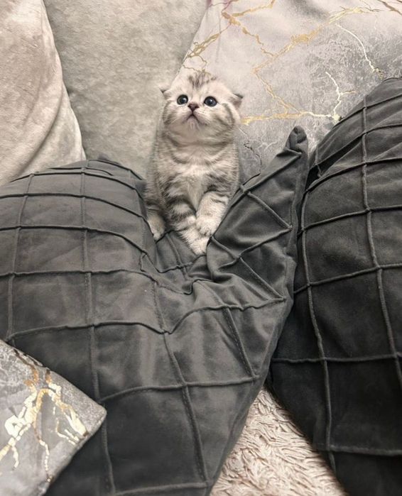 Продам шотландских котят