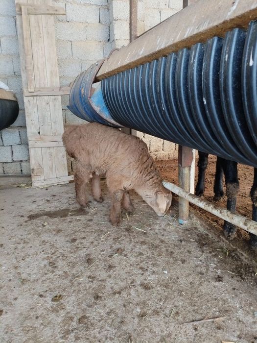 Ona bola qoy sotiladi bolasi arashan qochqor