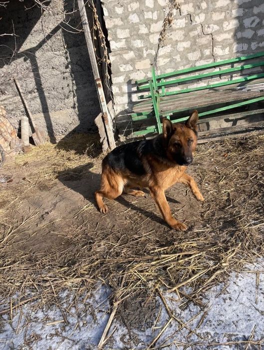 Продам немецкую овчарка