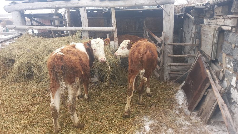 Продам тёлок 3 головы