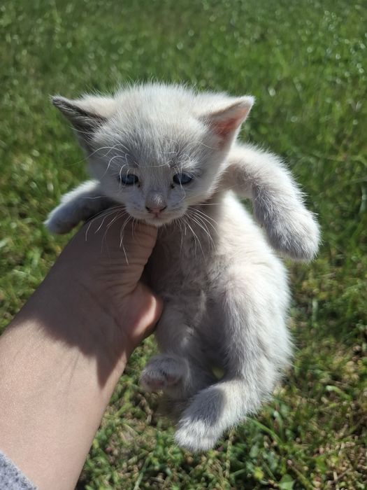 Отдам котят бесплатно