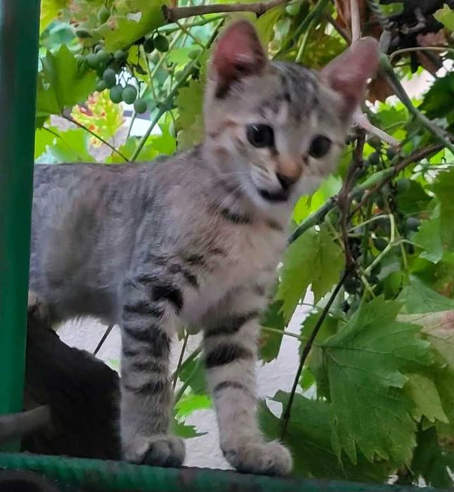 Adoptie pui de pisica tigrate