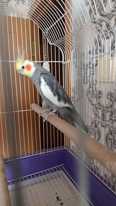 Продам попугая Корела ( мальчик)