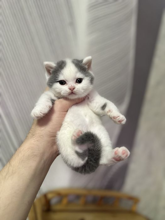 Британский мальчик