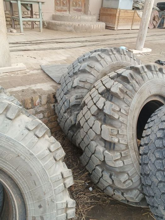 Natasha Shinalar sotiladi