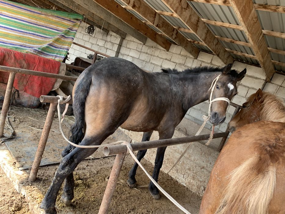 Тайлар сатылады хабарлас!!