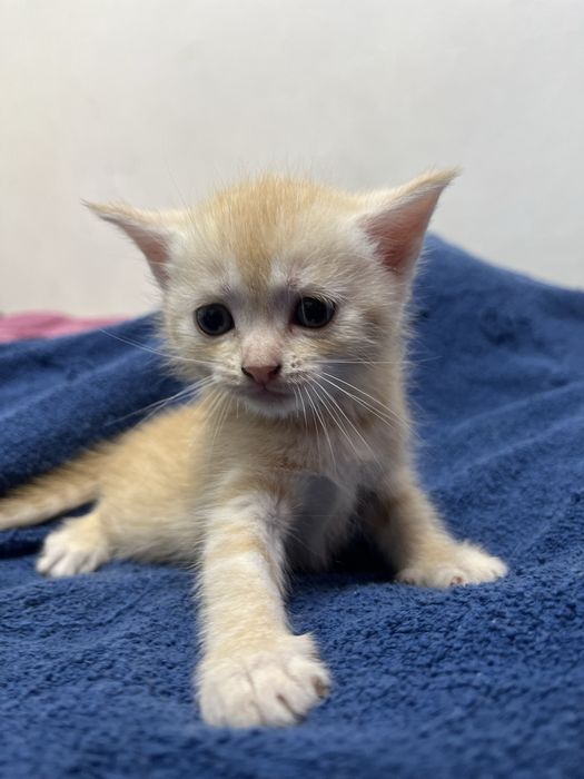 Шотландский котенок