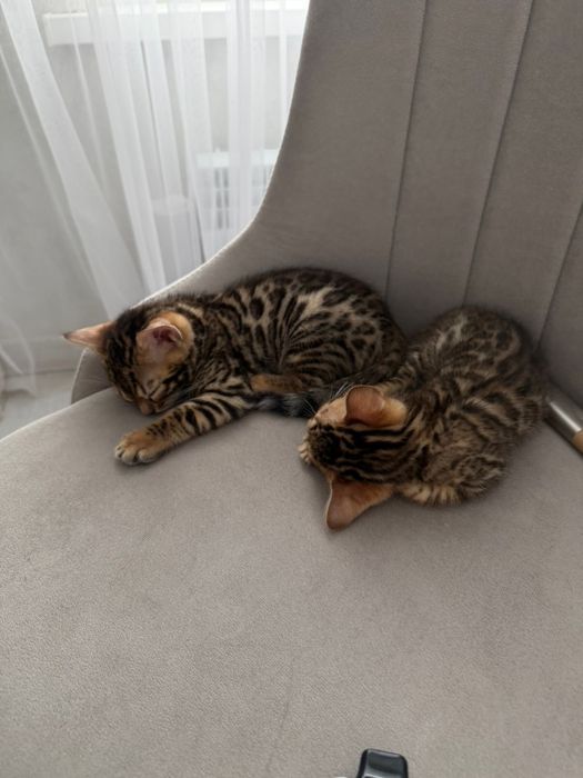 Бенгальские котята