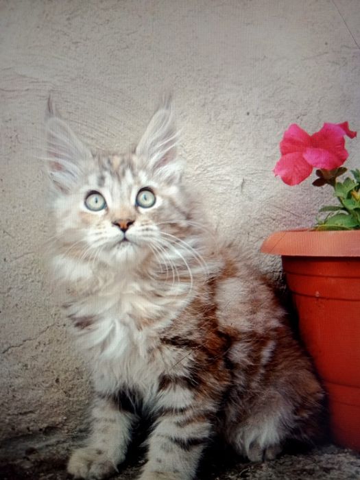 Кошечка Мейн Кун