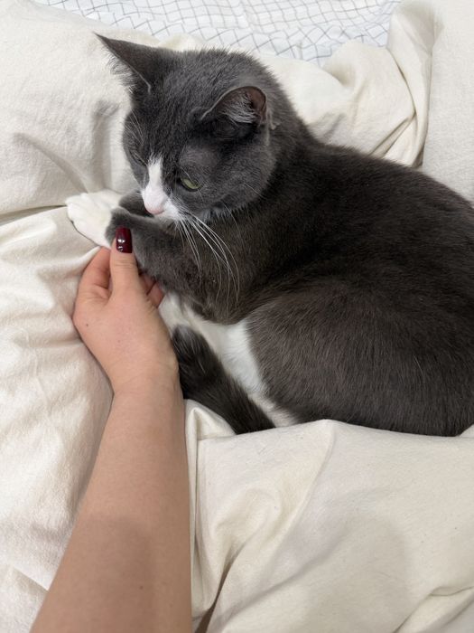 Отдам кота в хорошие руки