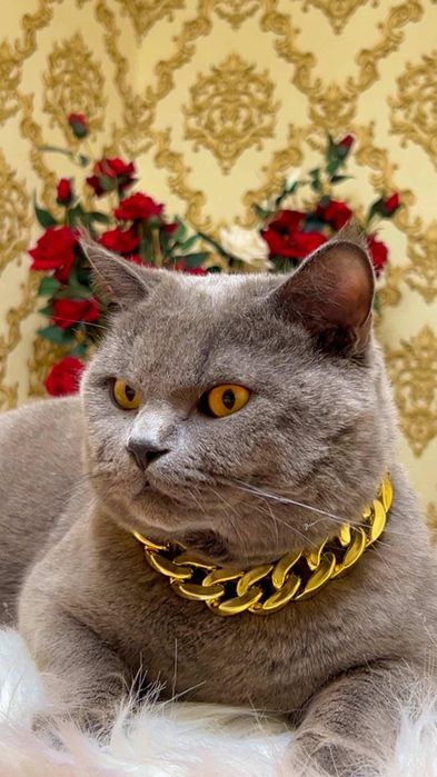 Вязка! Британский Кот!