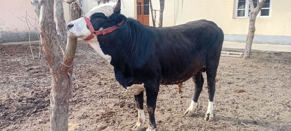 Novos Hokiz sotiladi