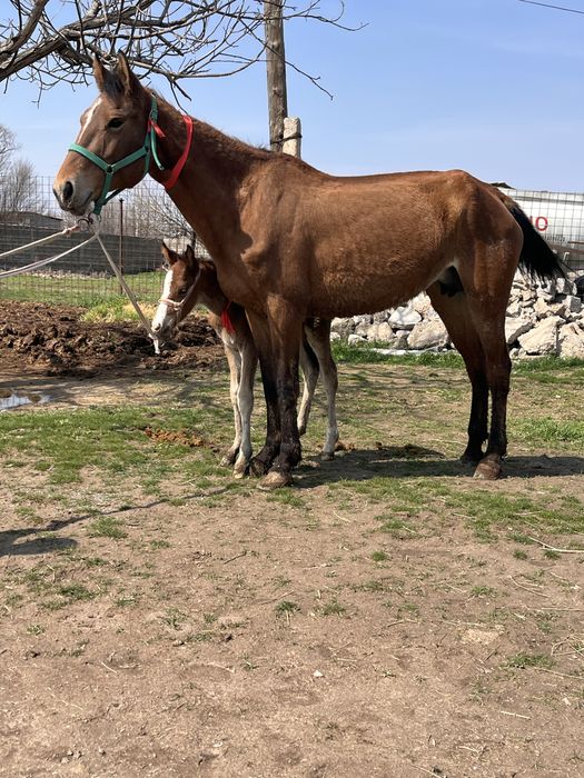 Құлынды бие сатылады