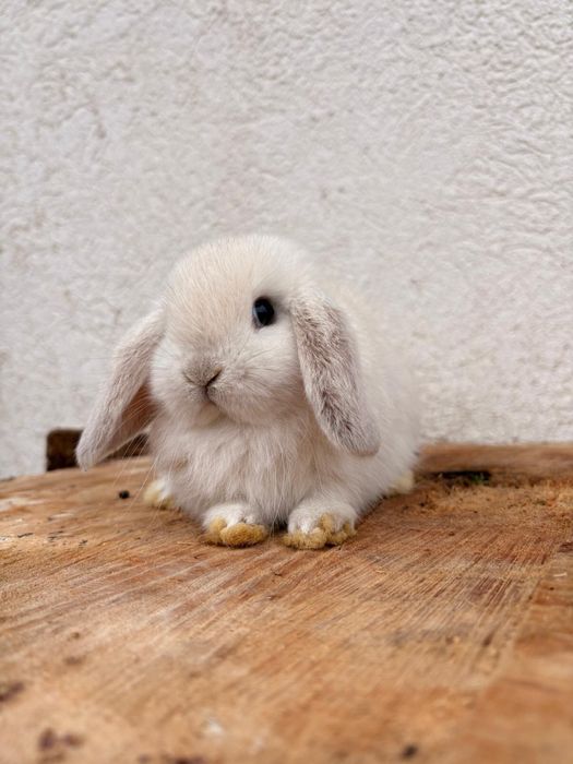 Iepuri pitici de companie mini lop/berbec pitic/holland lop