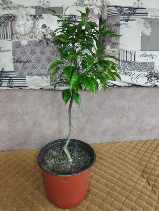 Продам мандариновое деревце