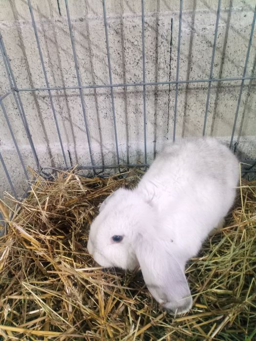 Vând iepuri berbec german 2 luni.