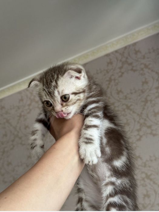шотландские котята вислоухие