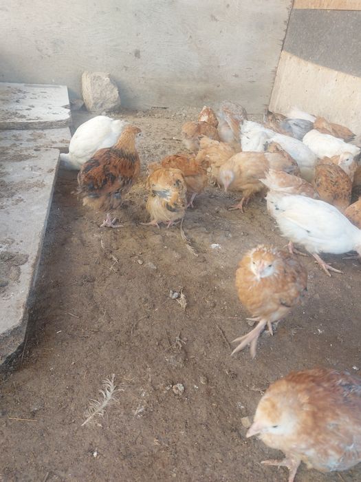 Балапан сатылады.