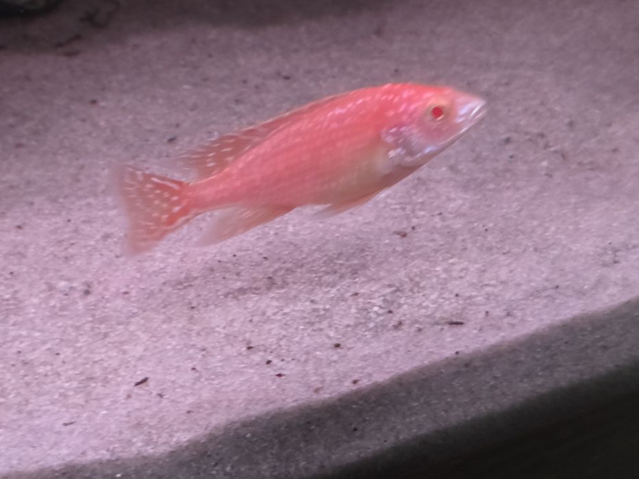 Красная орхидея альбино